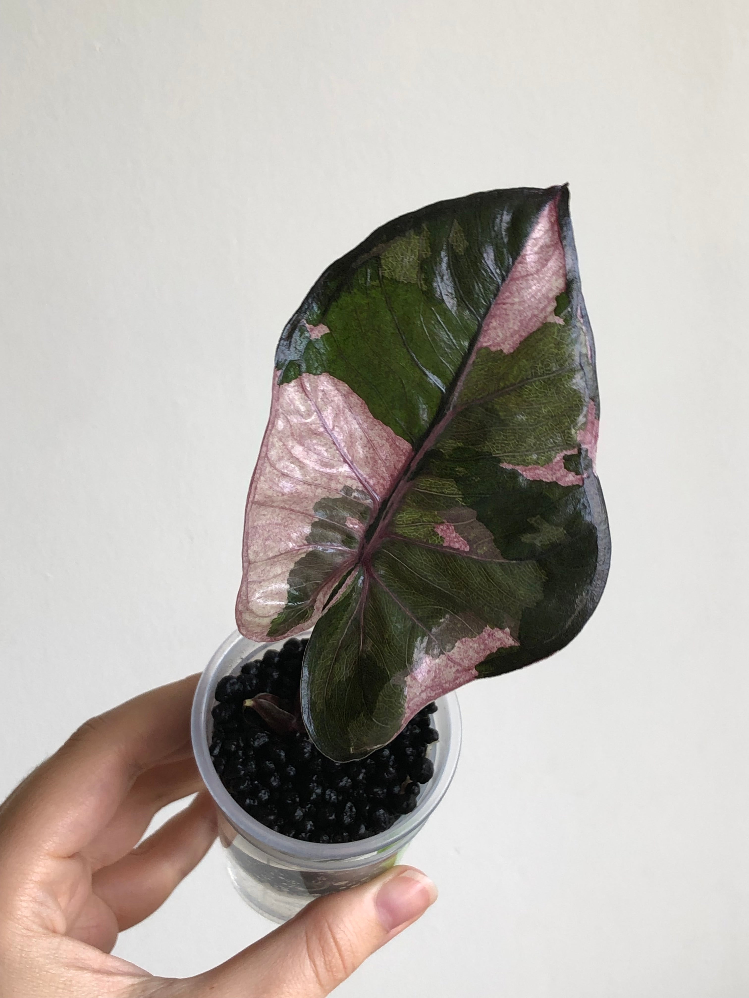 Yucatan Princess Pink
