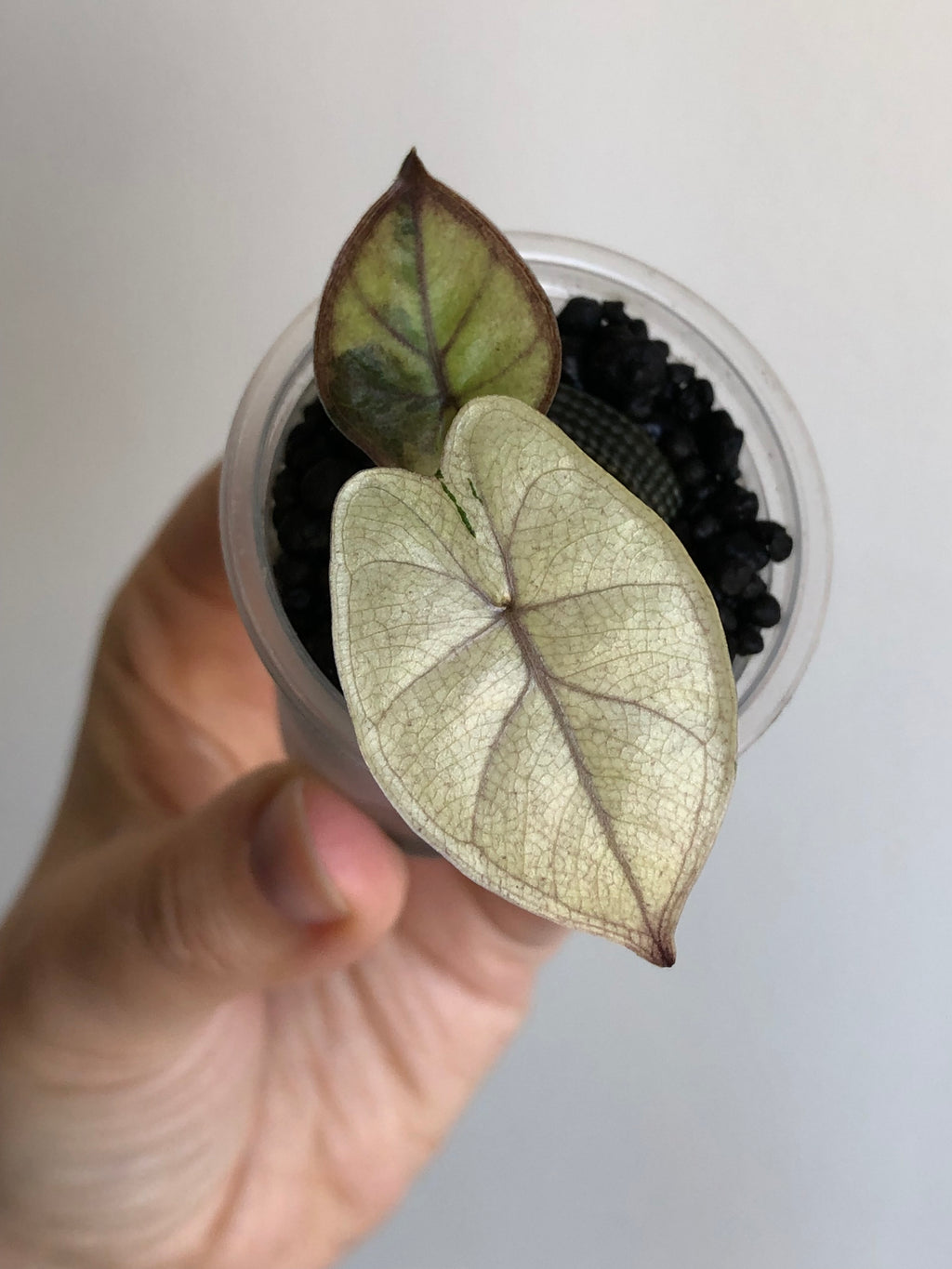 Yucatan Princess Variegata aurea