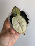 Yucatan Princess Variegata aurea