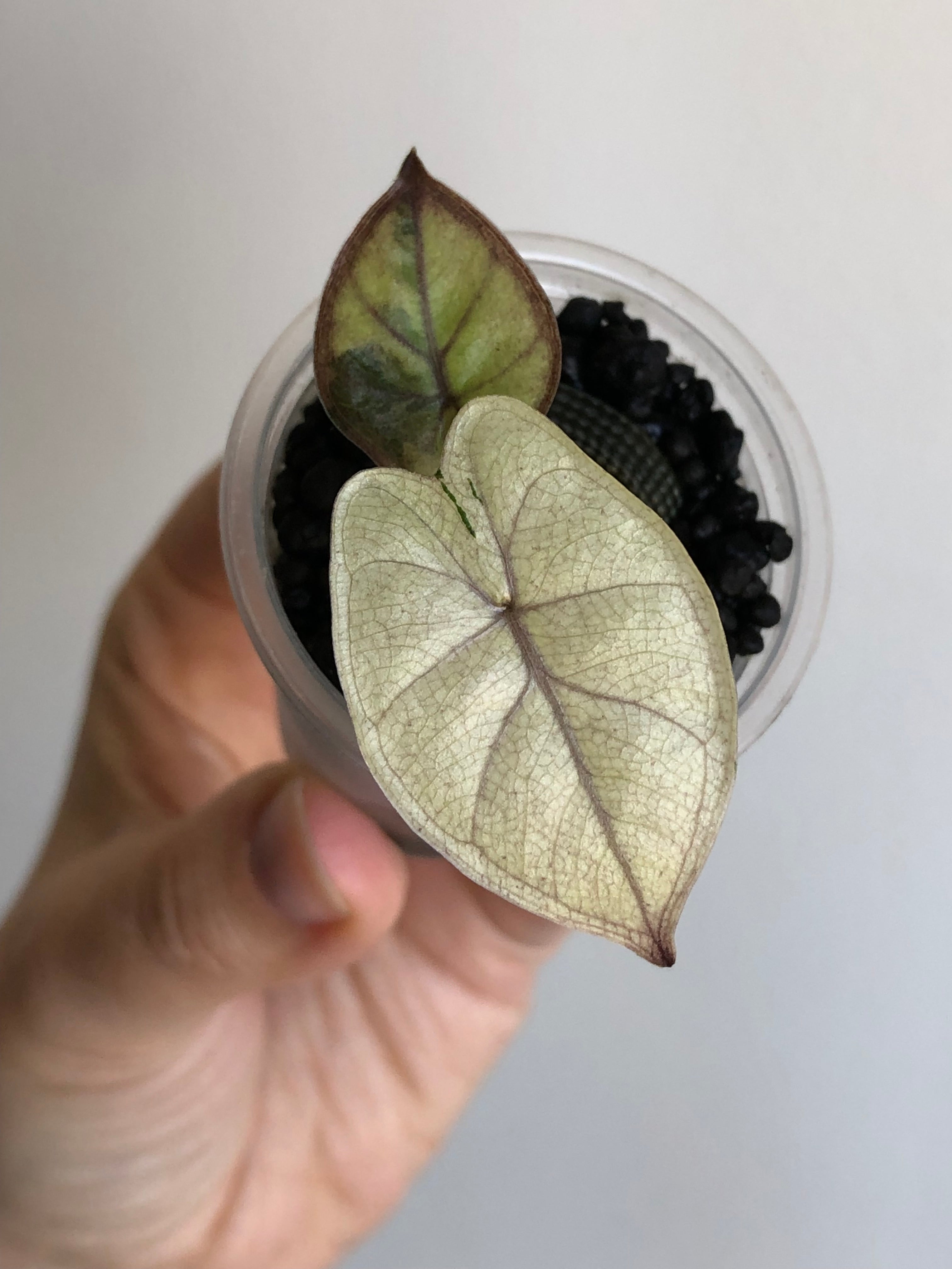 Yucatan Princess Variegata aurea