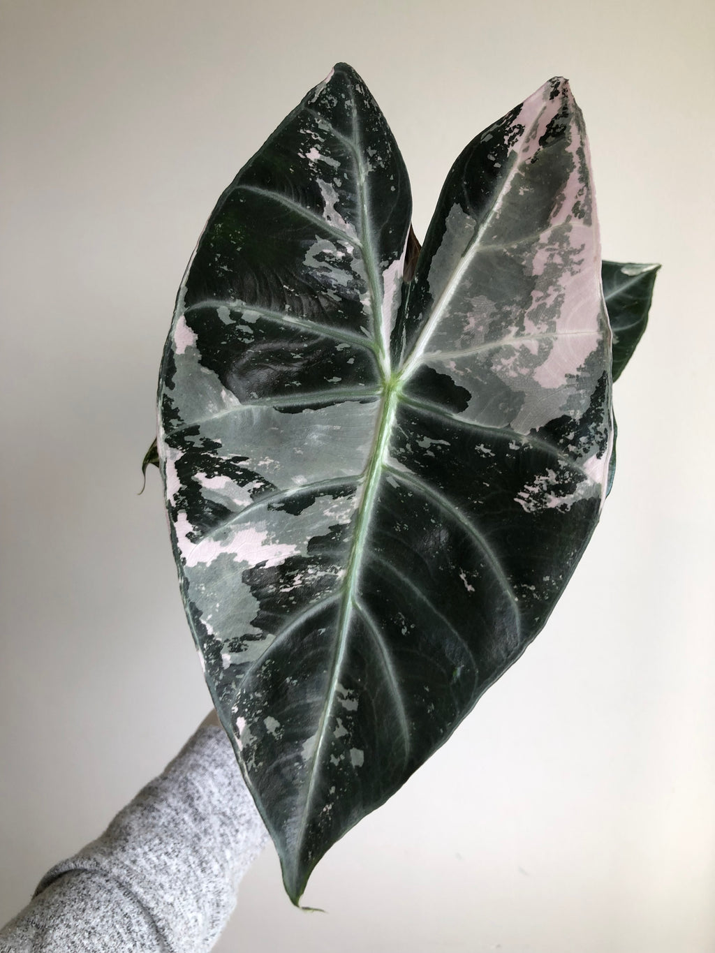 Pink dragon albo (knoll)