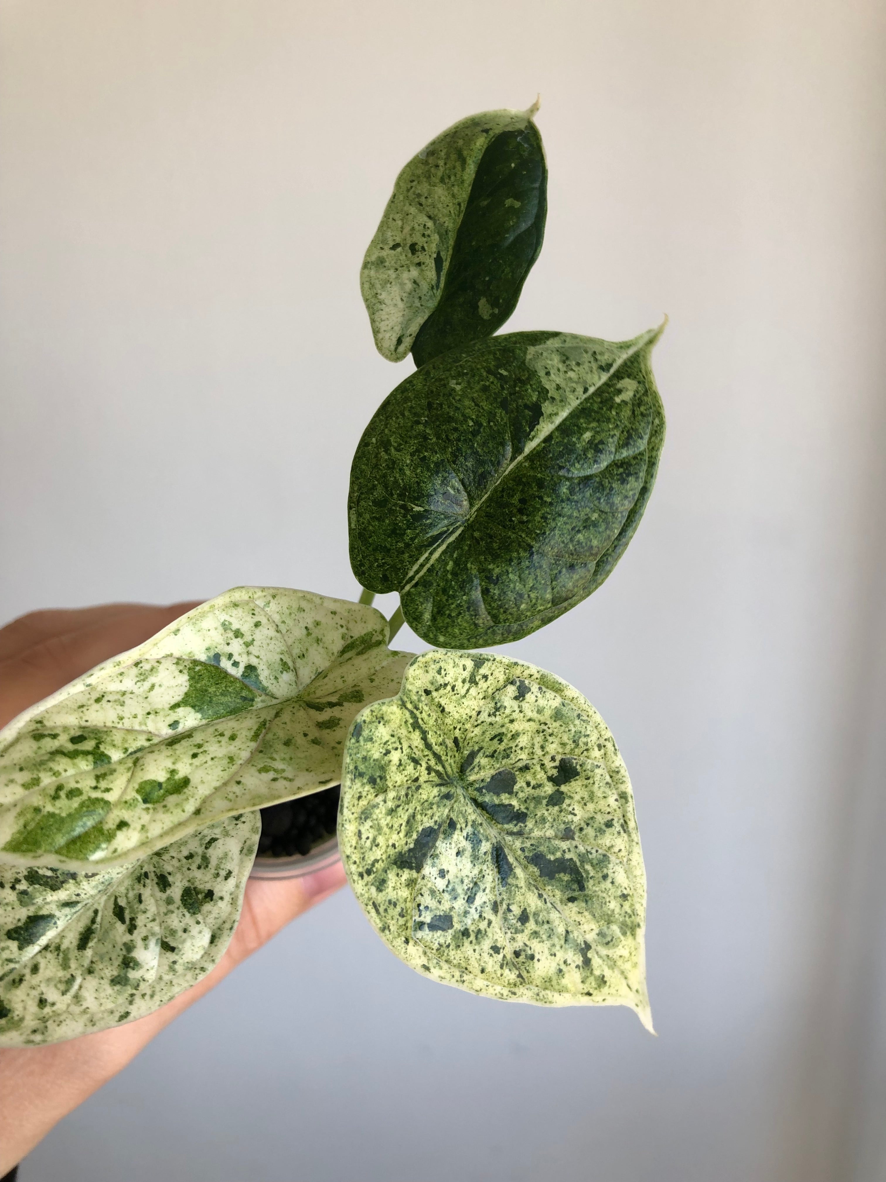 Dragon scale mint