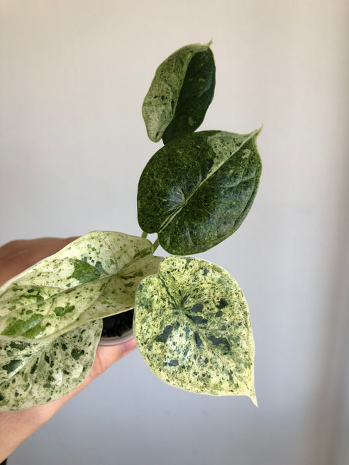 Dragon scale mint