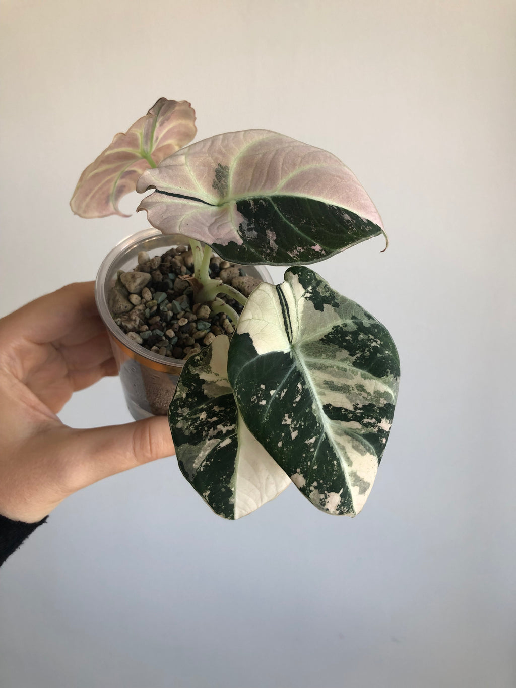 Black Velvet Pink