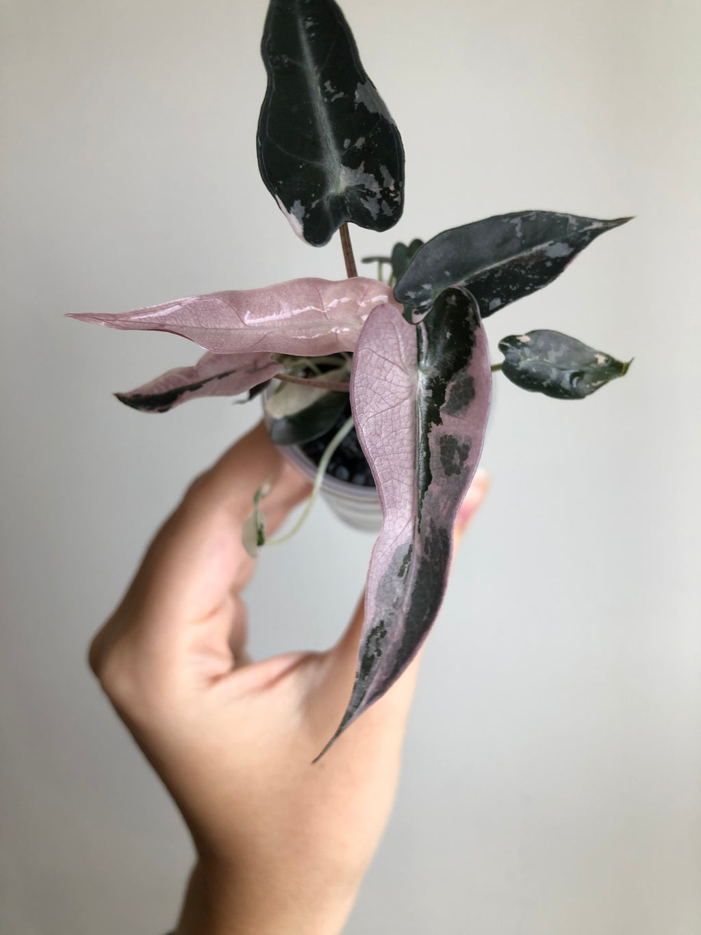 Bambino Pink