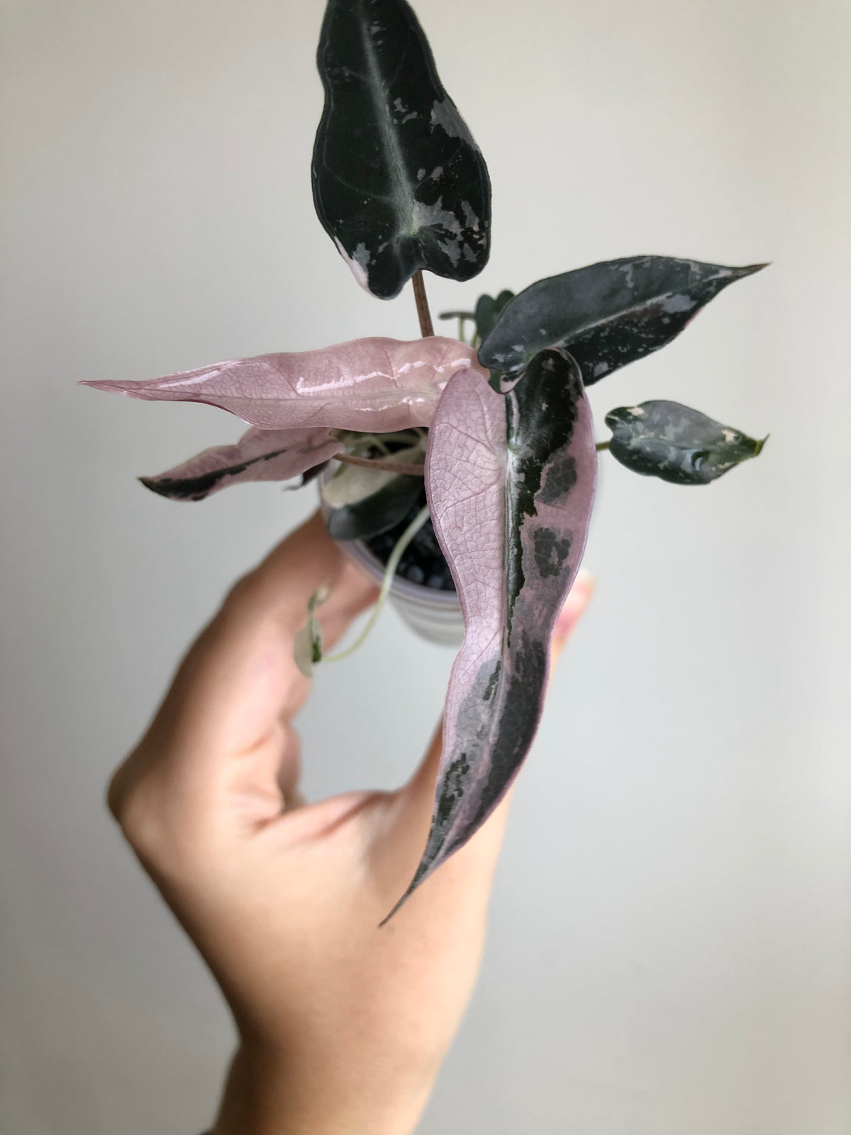Bambino Pink