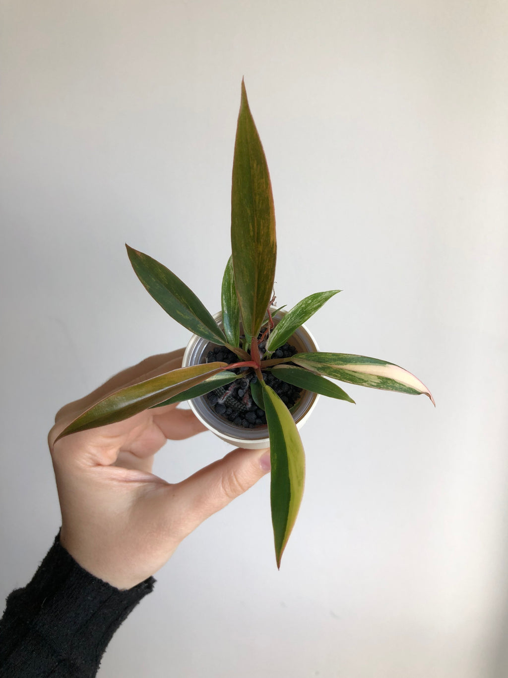 Philodendron Caramel Marble + beige potte
