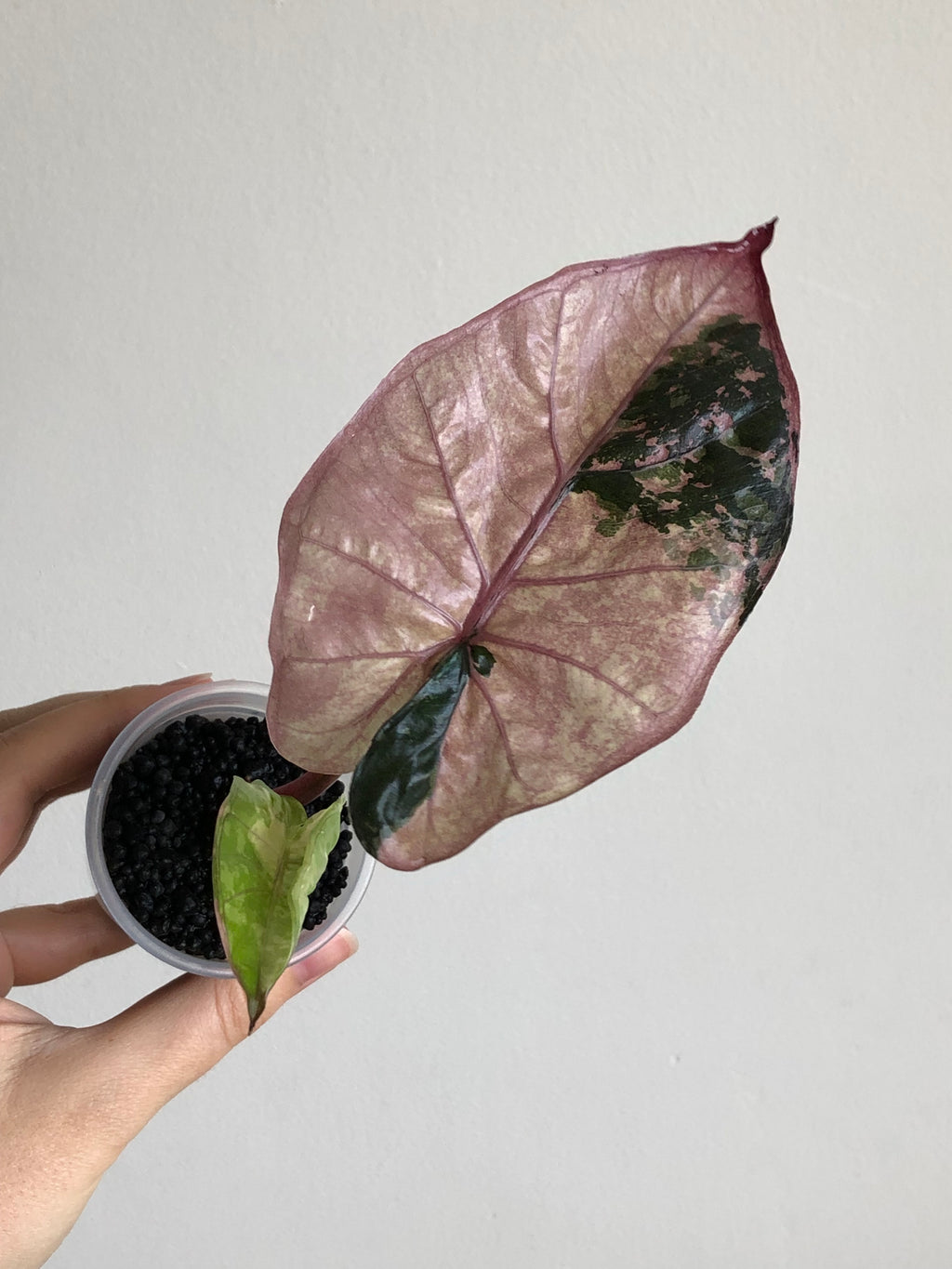 Yucatan Princess Pink
