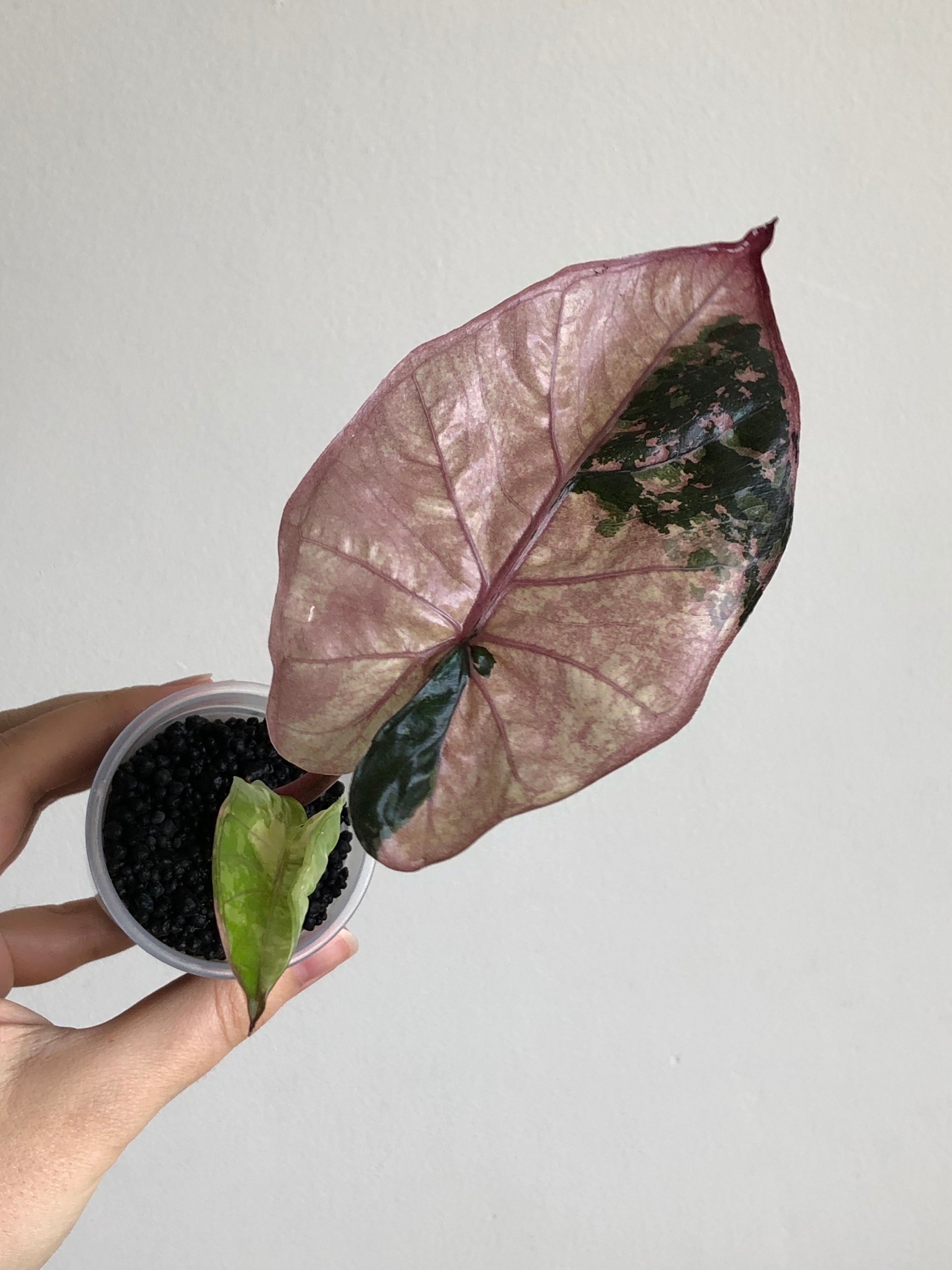 Yucatan Princess Pink
