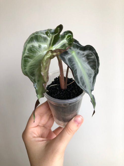 Alocasia Venom