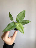Frydek mint