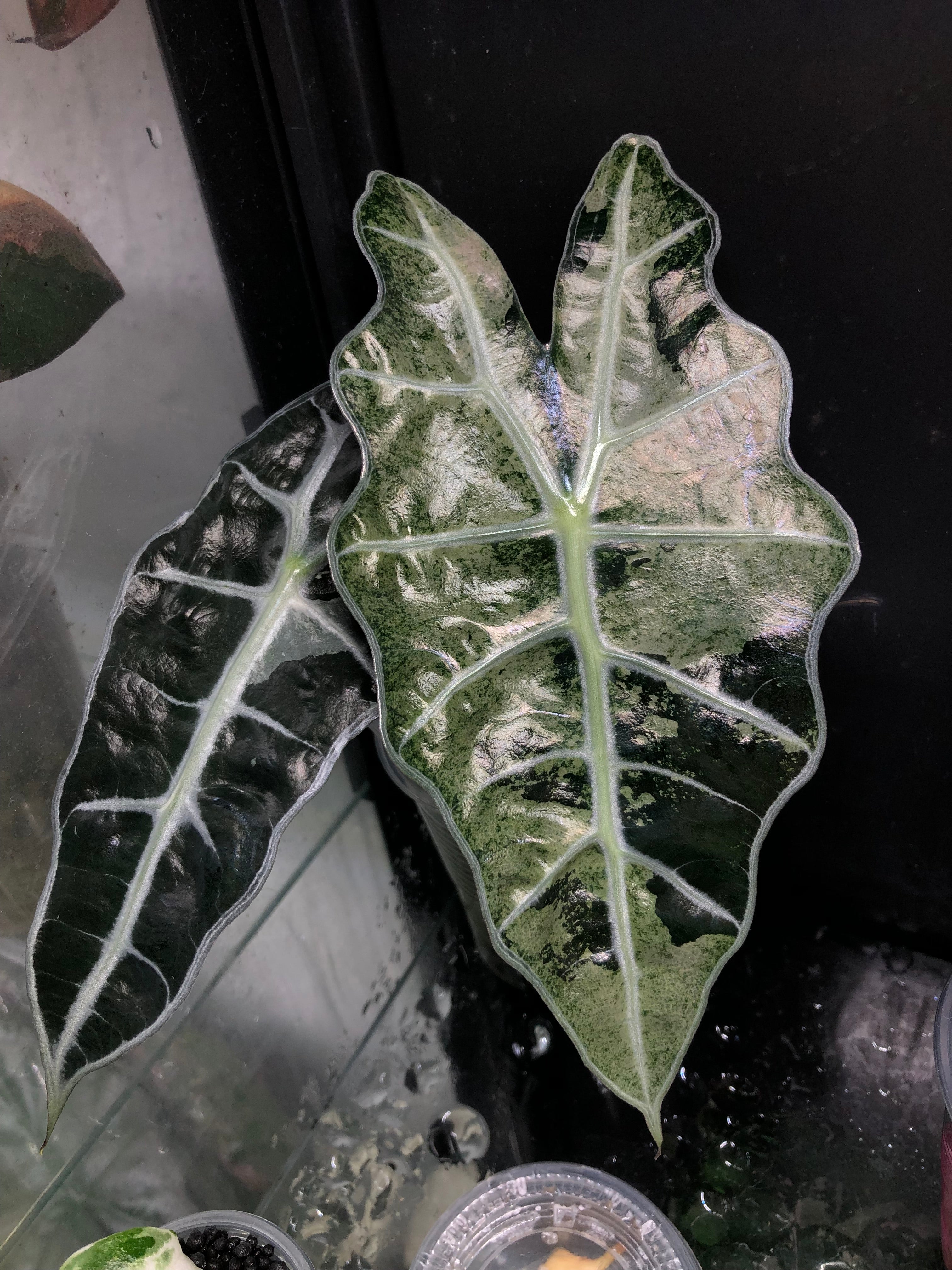 Amazonica Polly Pink