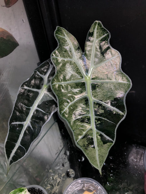 Amazonica Polly Pink