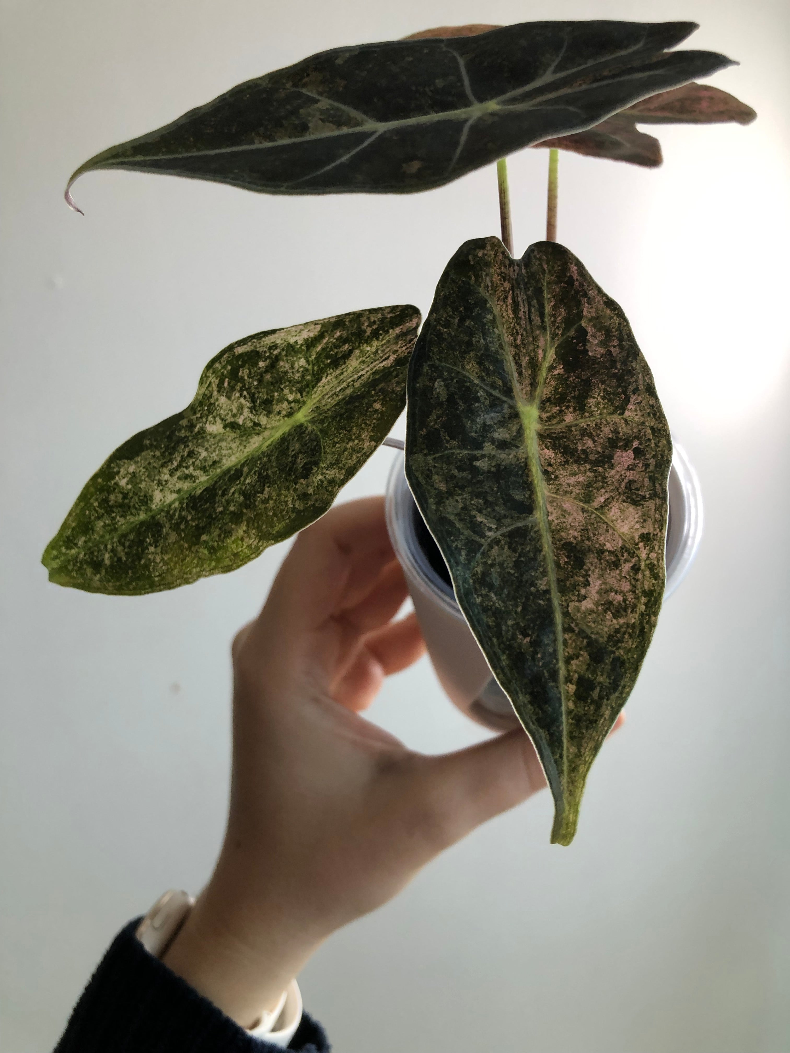 Longiloba black satun stardust (knoll)