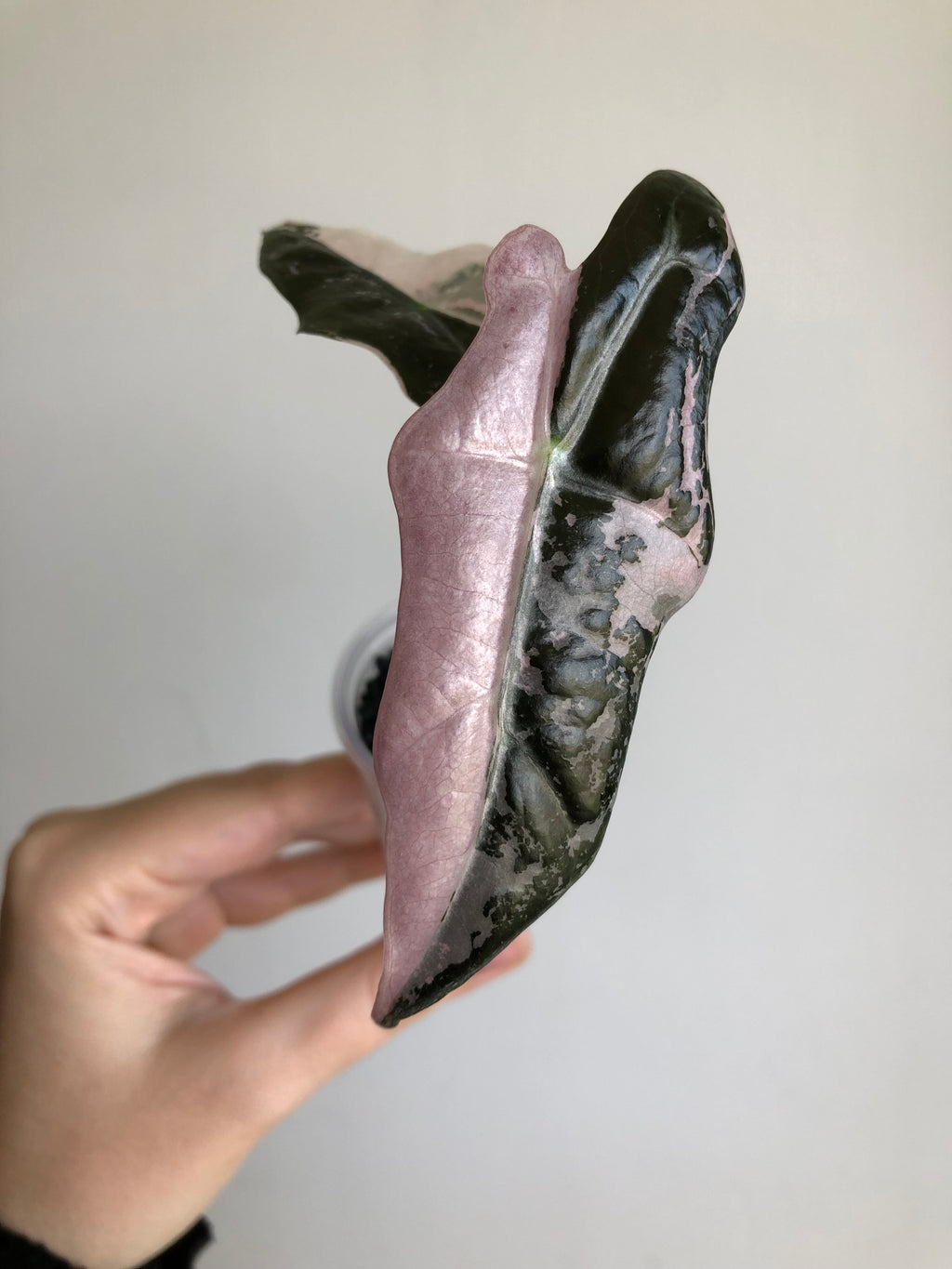 Nobilis Pink + rosa potte