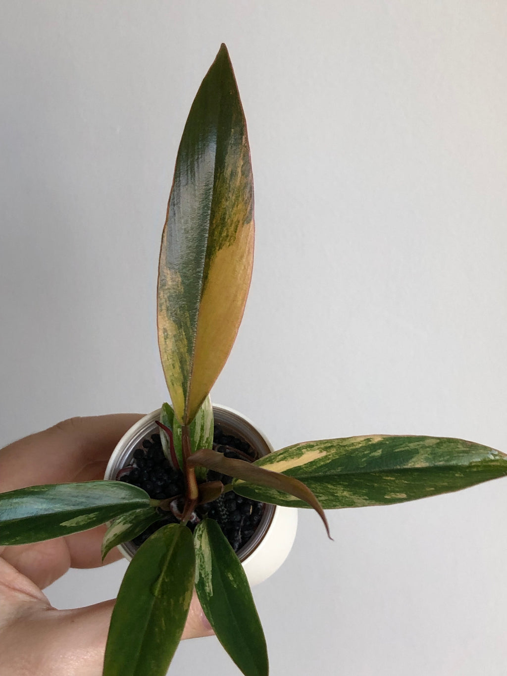Philodendron Caramel Marble + beige potte