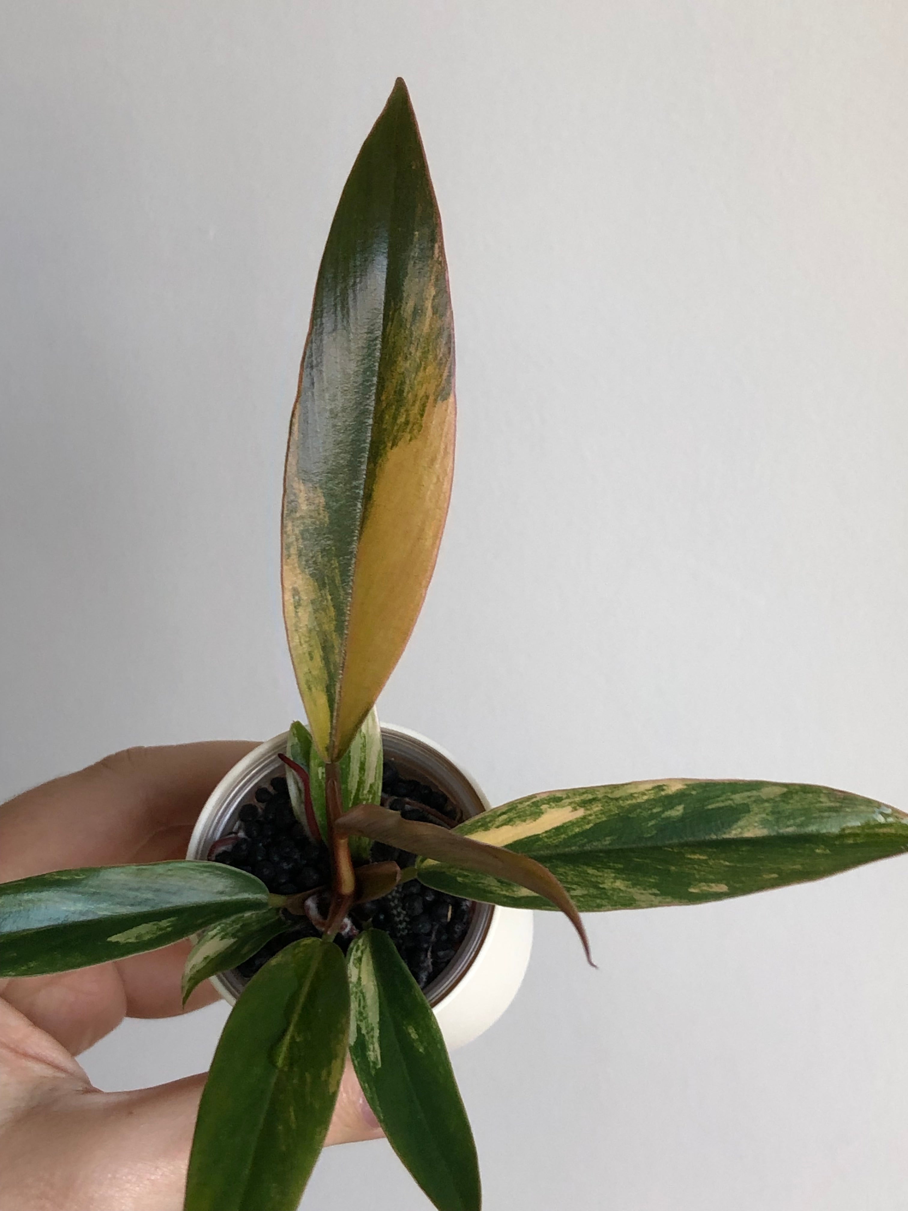 Philodendron Caramel Marble + beige potte