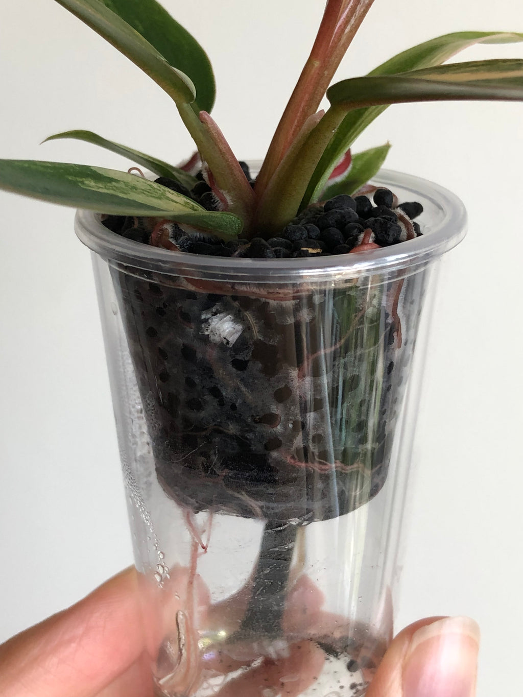 Philodendron Caramel Marble + beige potte