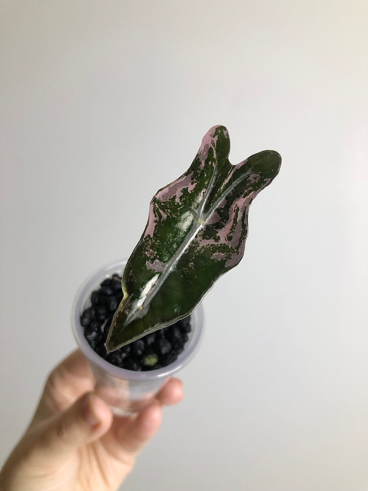 Nobilis Pink
