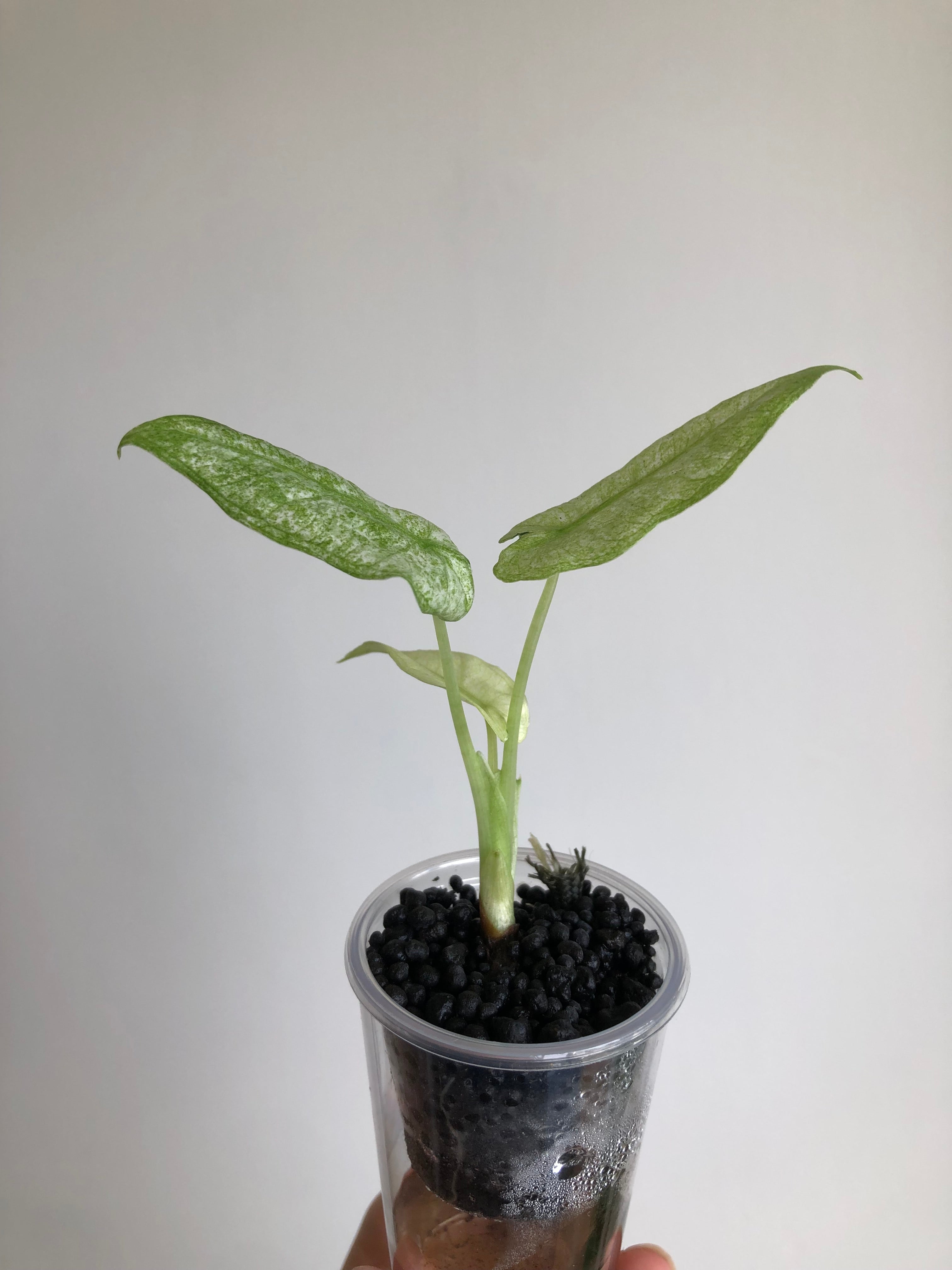 Frydek Mint