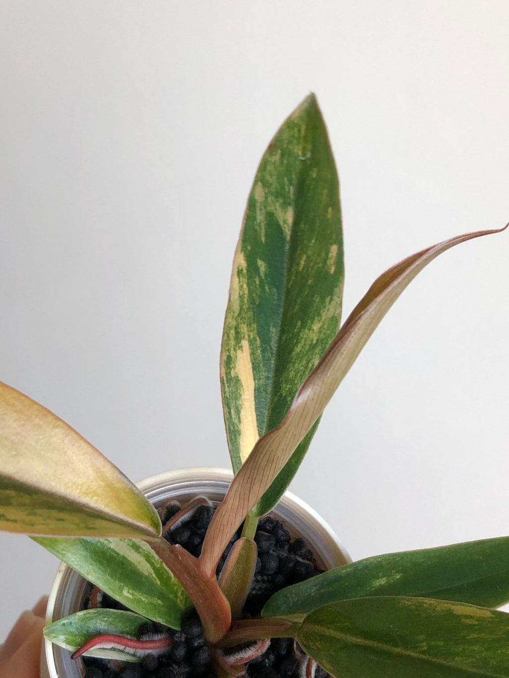 Philodendron Caramel Marble + beige potte