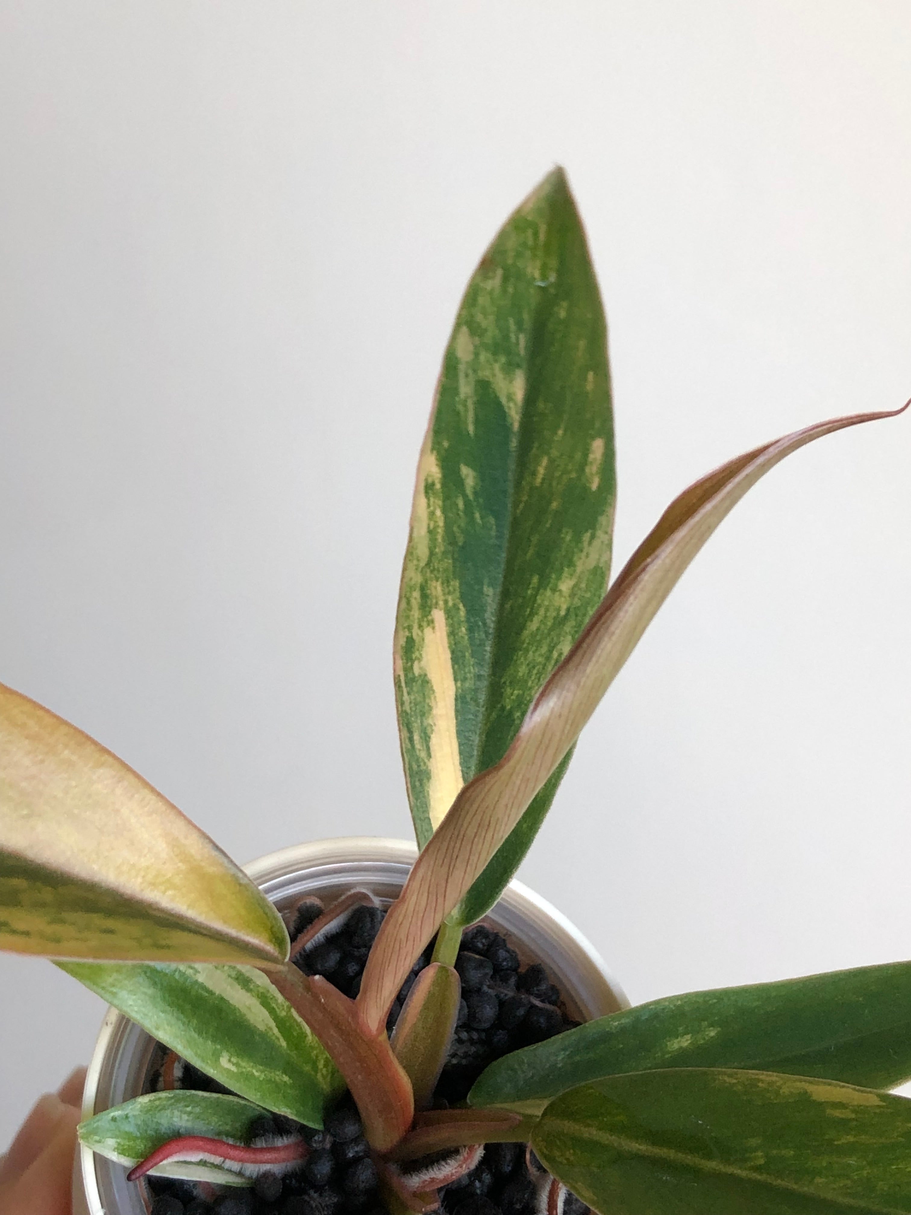 Philodendron Caramel Marble + beige potte