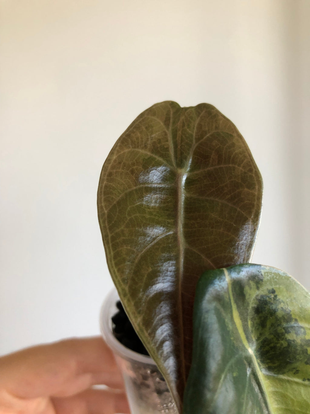 Sedenii aurea
