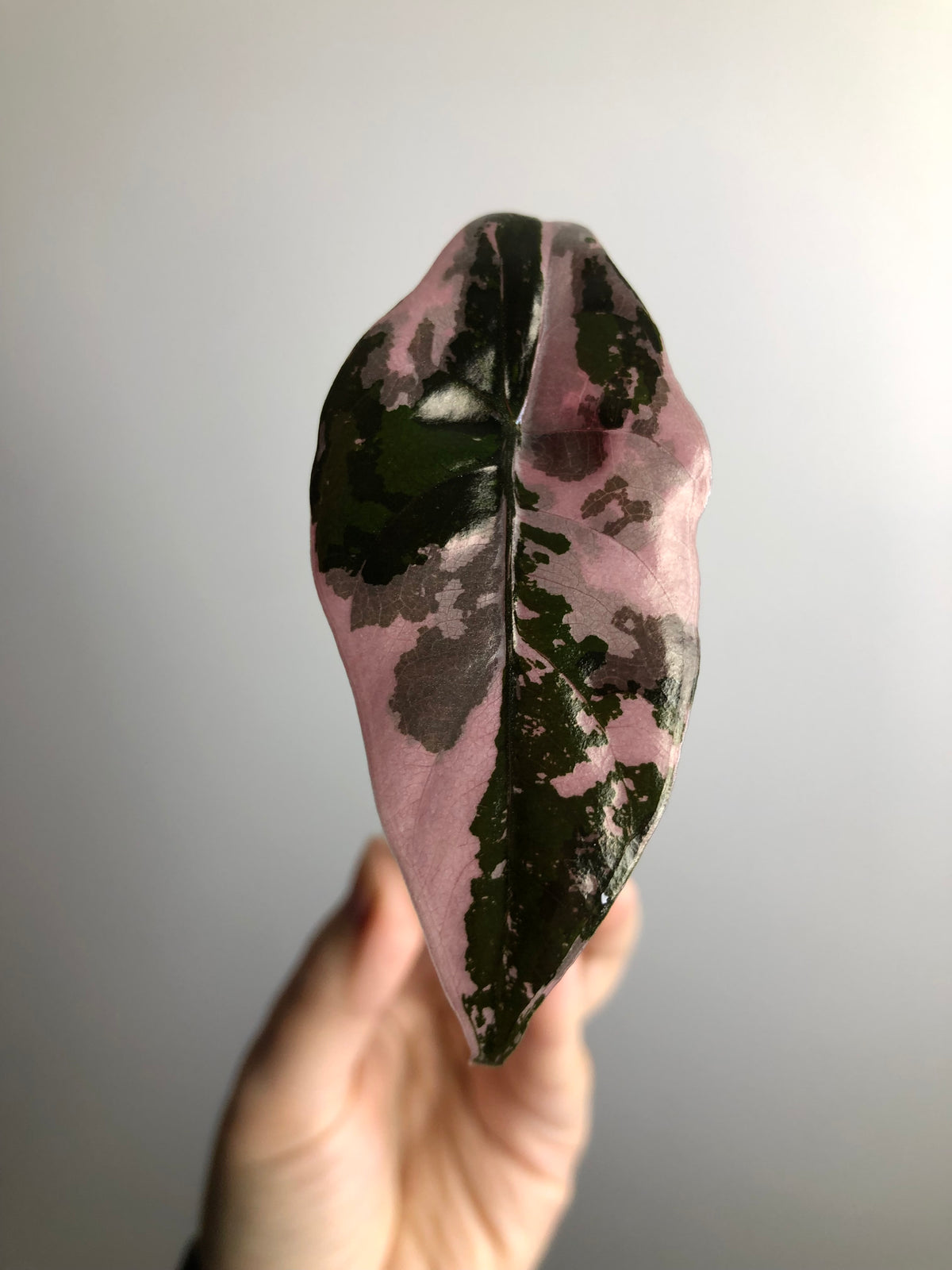 Chantrieri Pink