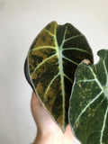 Black Velvet Gold - knoll