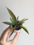 Philodendron Caramel Marble + beige potte