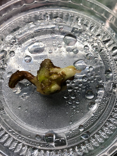 Alocasia Venom - knoll