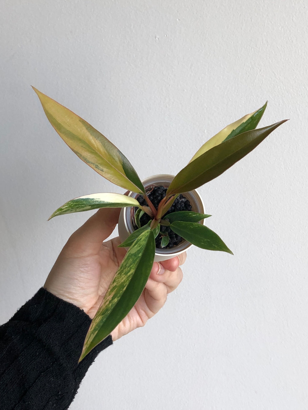 Philodendron Caramel Marble + beige potte