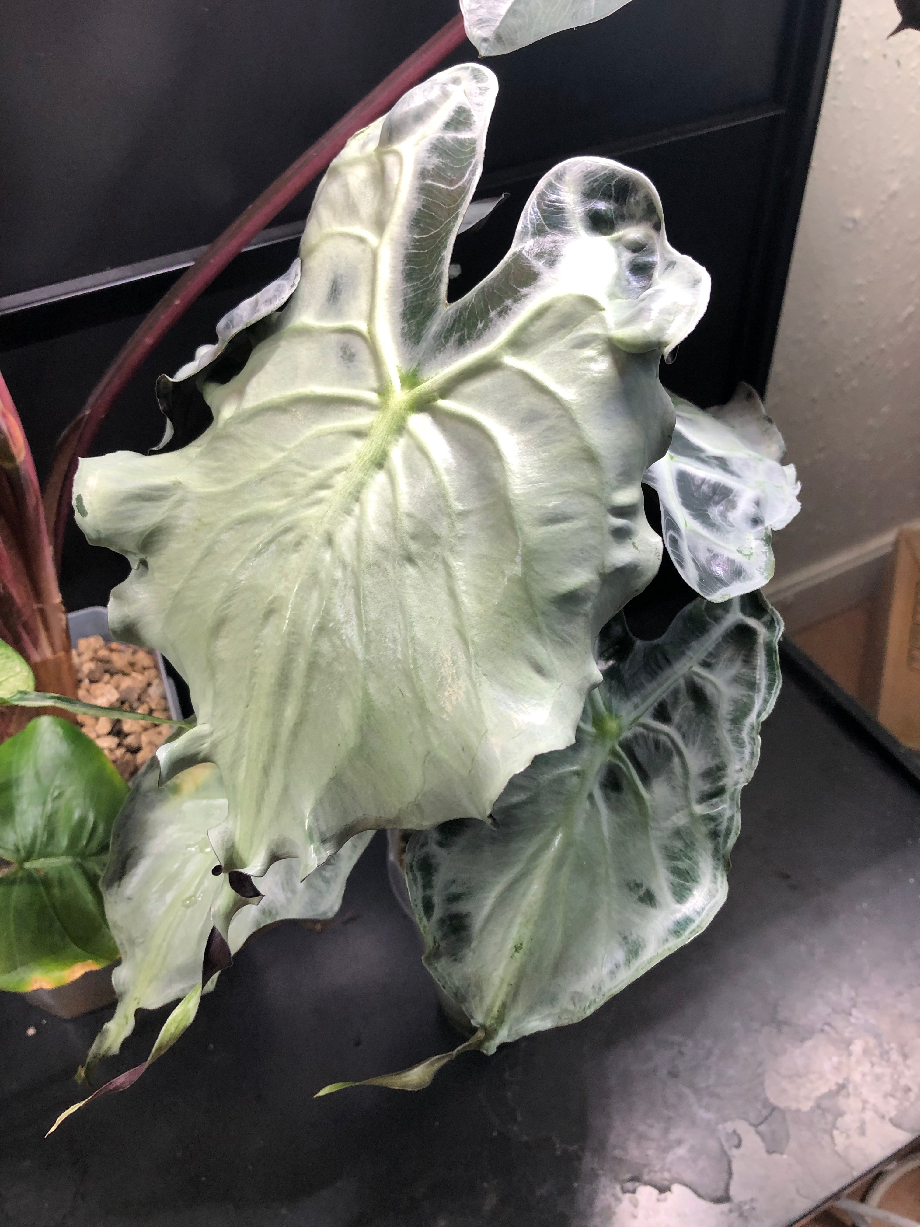 Alocasia Venom - knoll