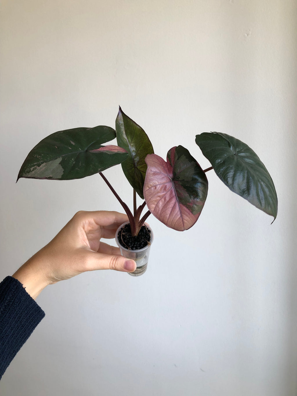 Serendipity Pink
