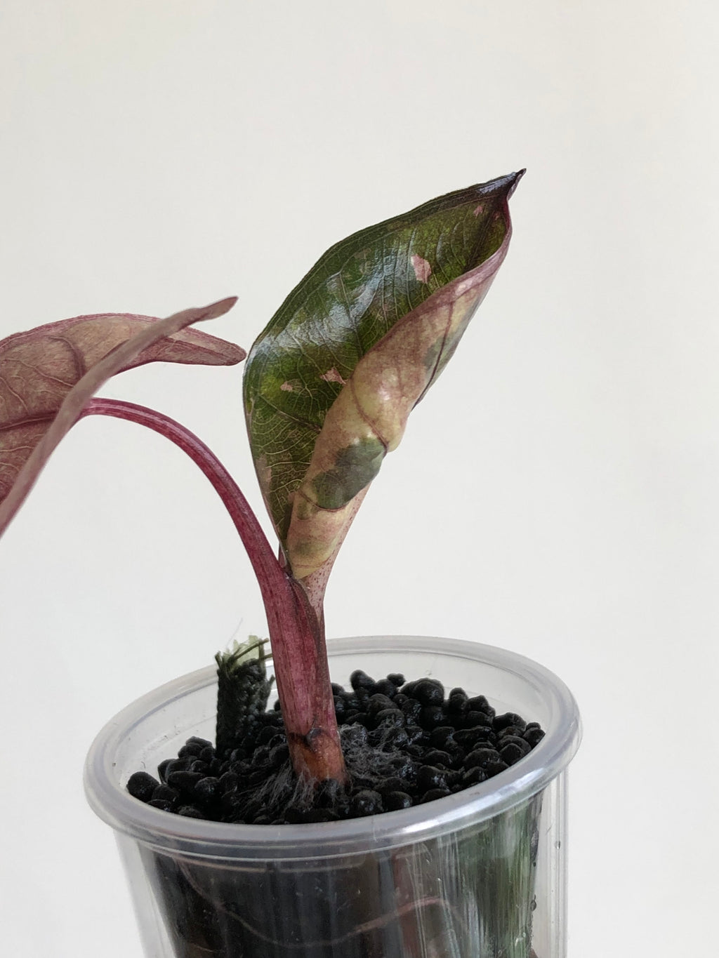 Yucatan Princess Pink