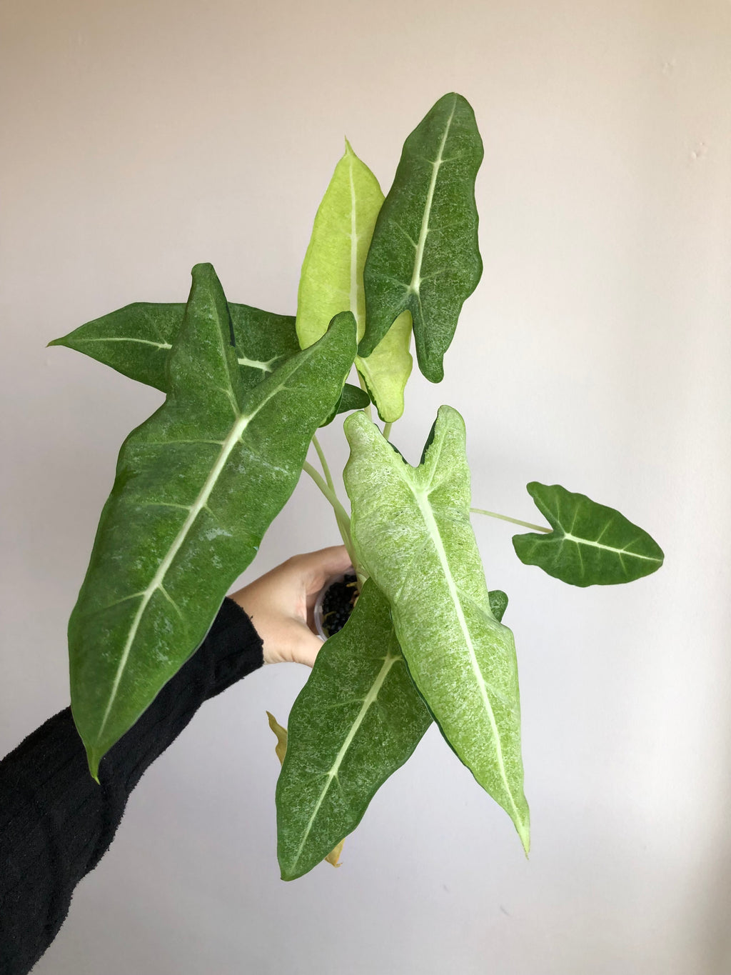 Frydek Mint - Morplante