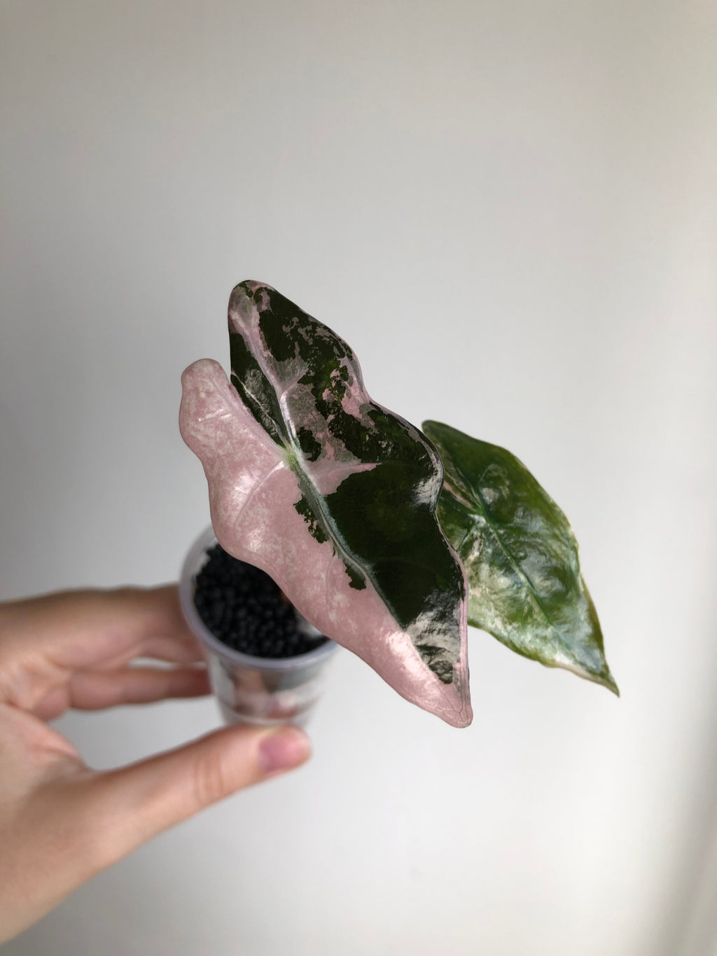 Nobilis Pink + rosa potte