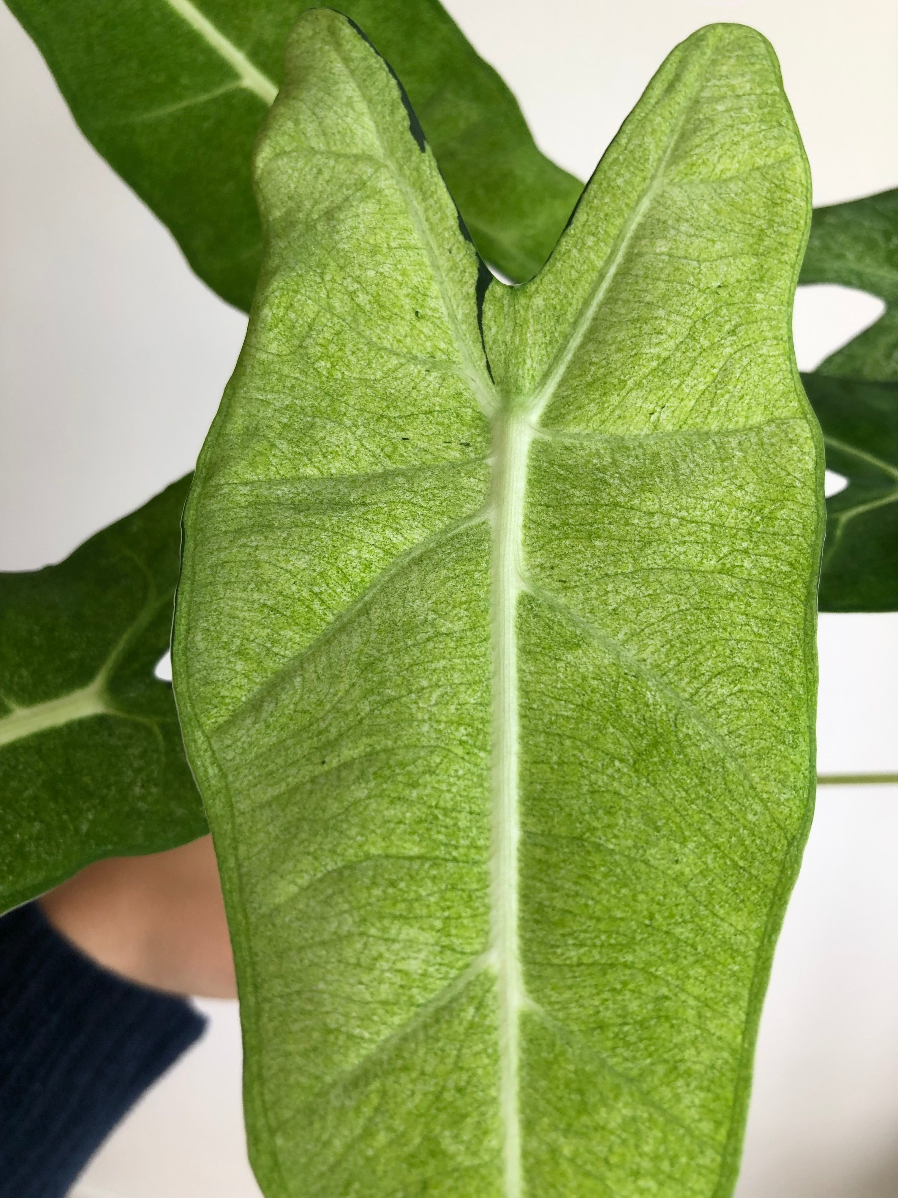 Frydek Mint - Morplante