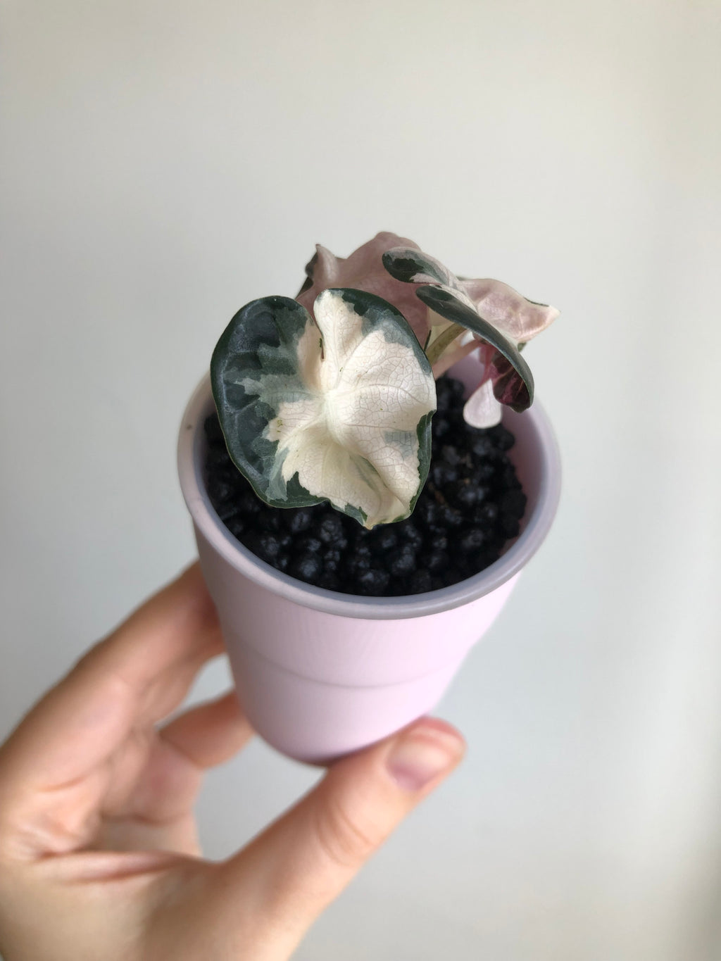 Balloonheart pink + rosa potte