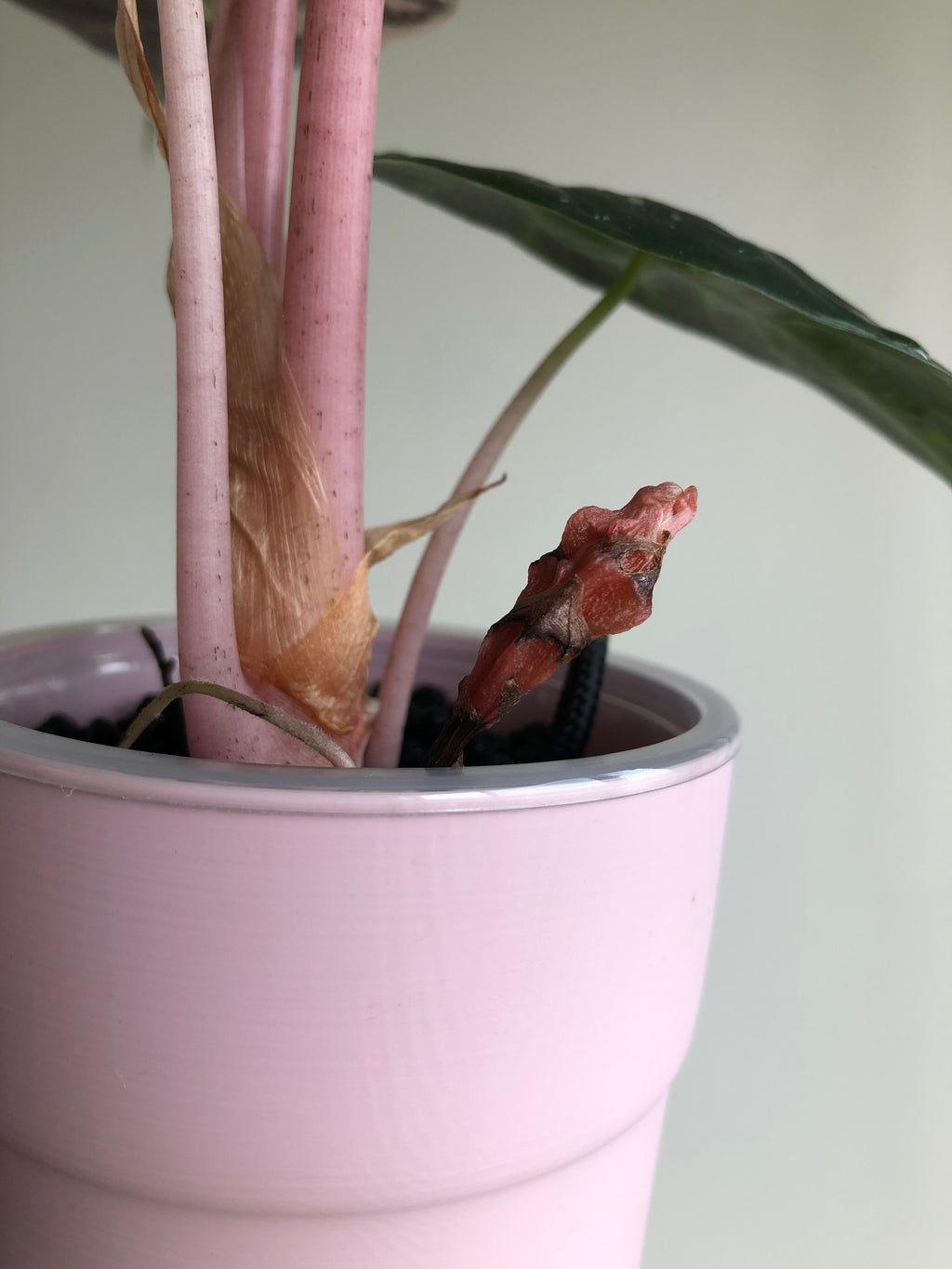 Pink dragon albo (knoll)