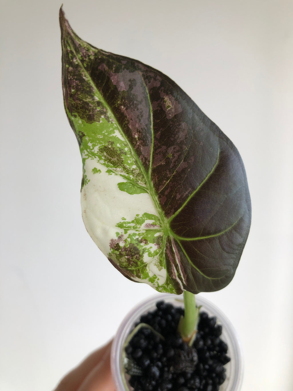 Regal Shield Albo/Mint