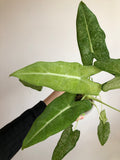 Frydek mint (knoll)
