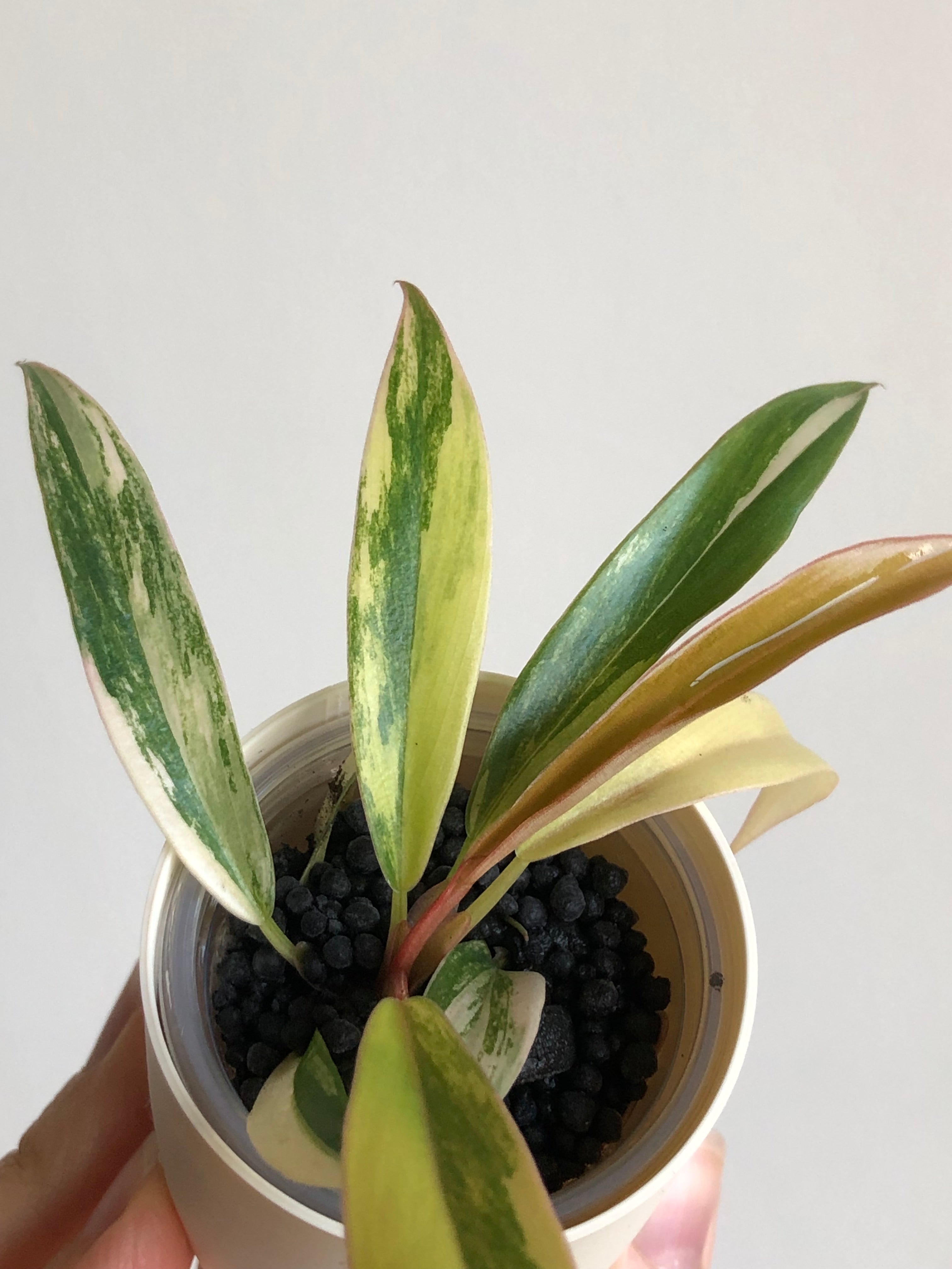 Philodendron Caramel Marble + beige potte