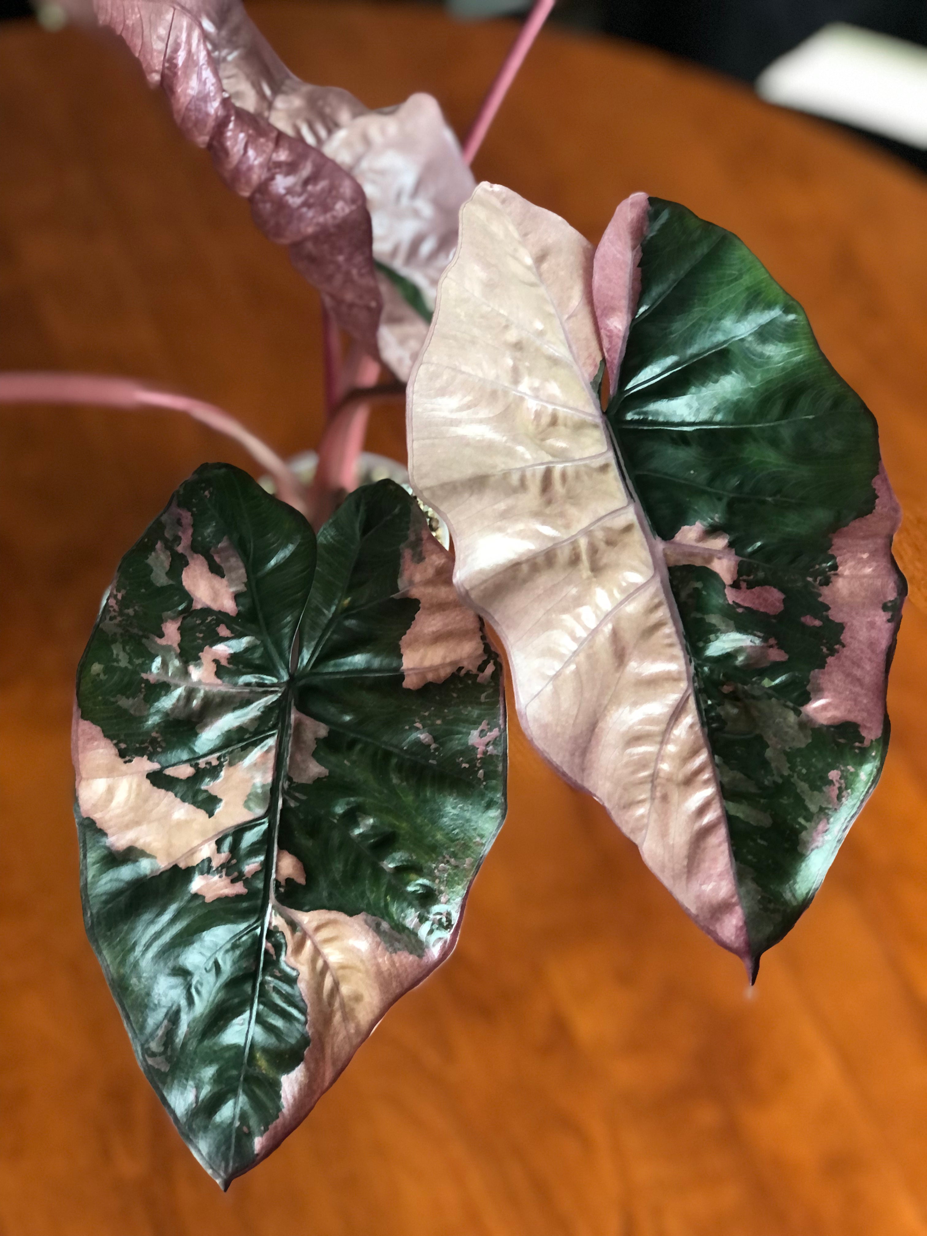Yucatan Princess Pink
