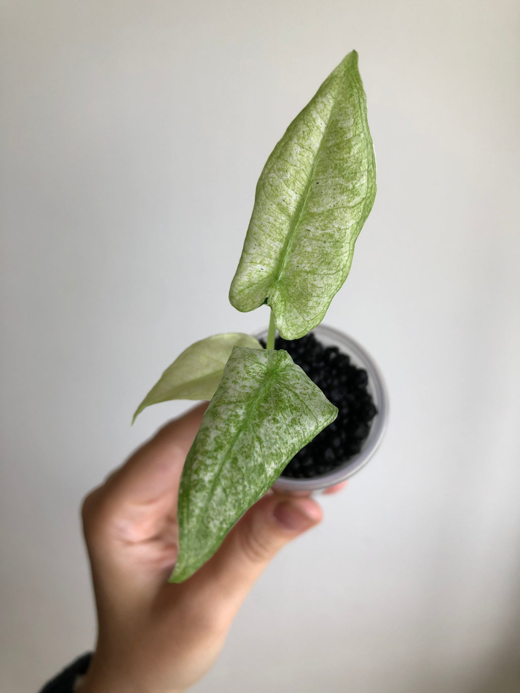 Frydek Mint