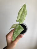 Frydek Mint