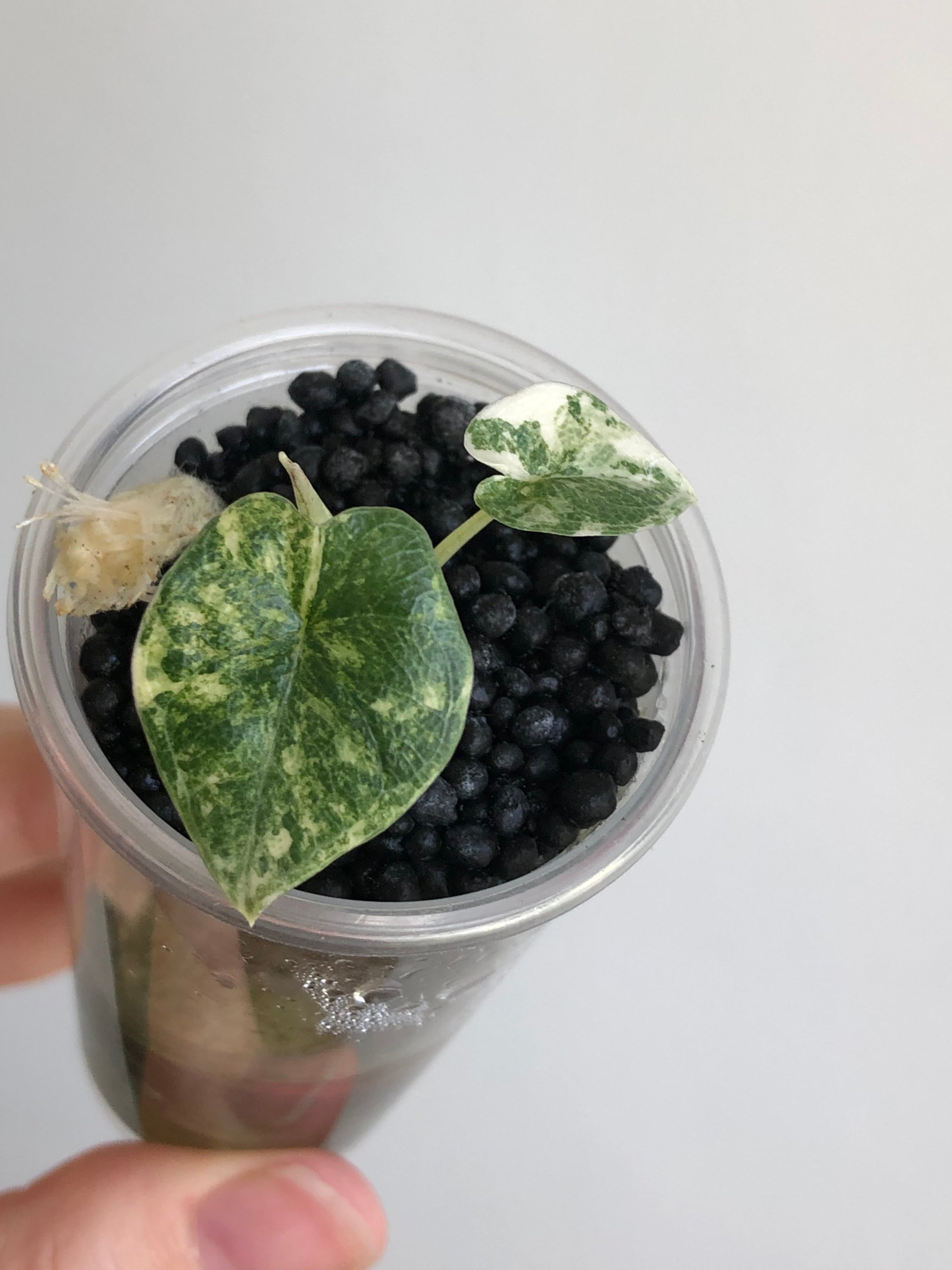 Melo aurea/tricolor - plante