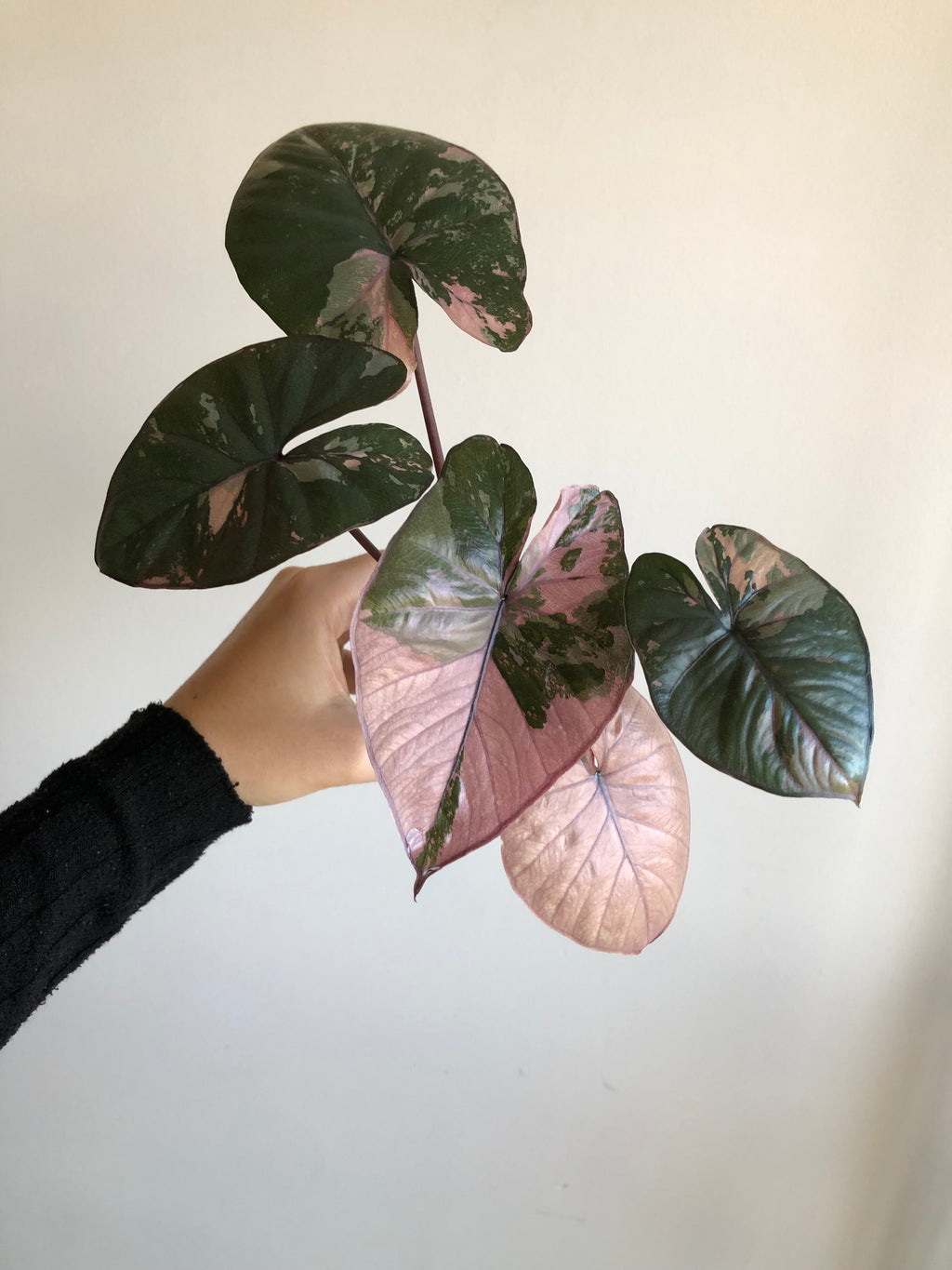 Serendipity Pink