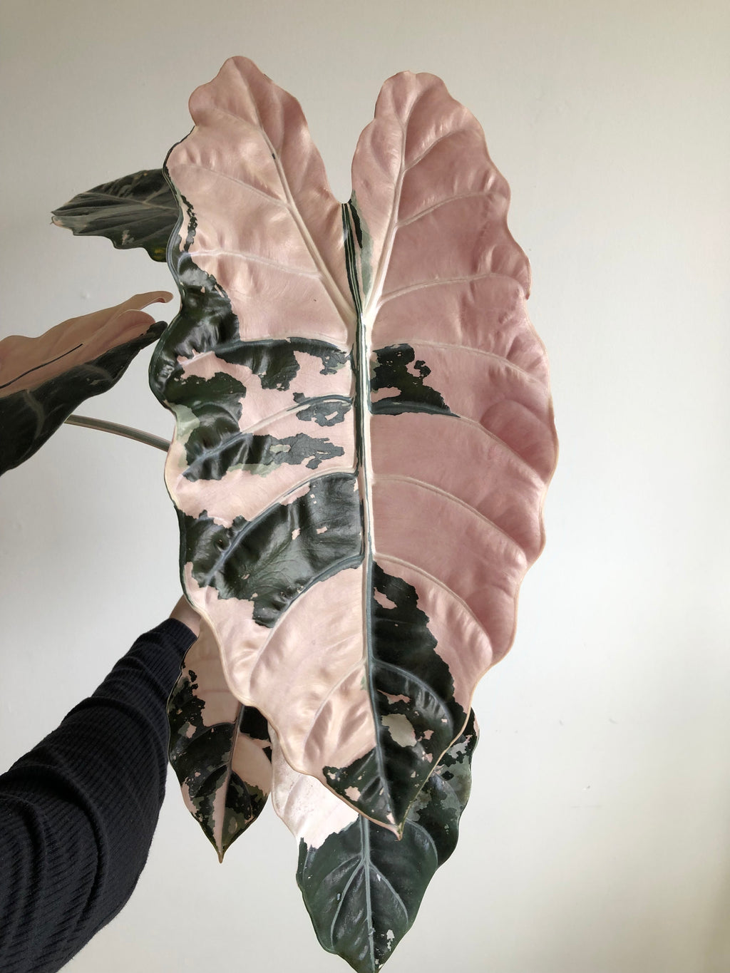 Chantrieri Pink