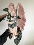 Chantrieri pink (knoller)